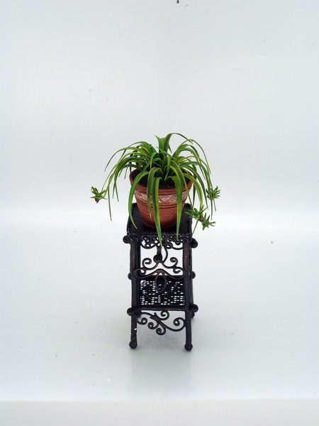 Spider Plant